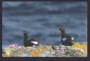 Black Guillemots